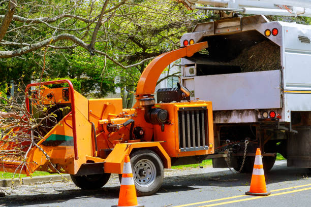 Best Hazardous Tree Removal  in New Carrollton, MD